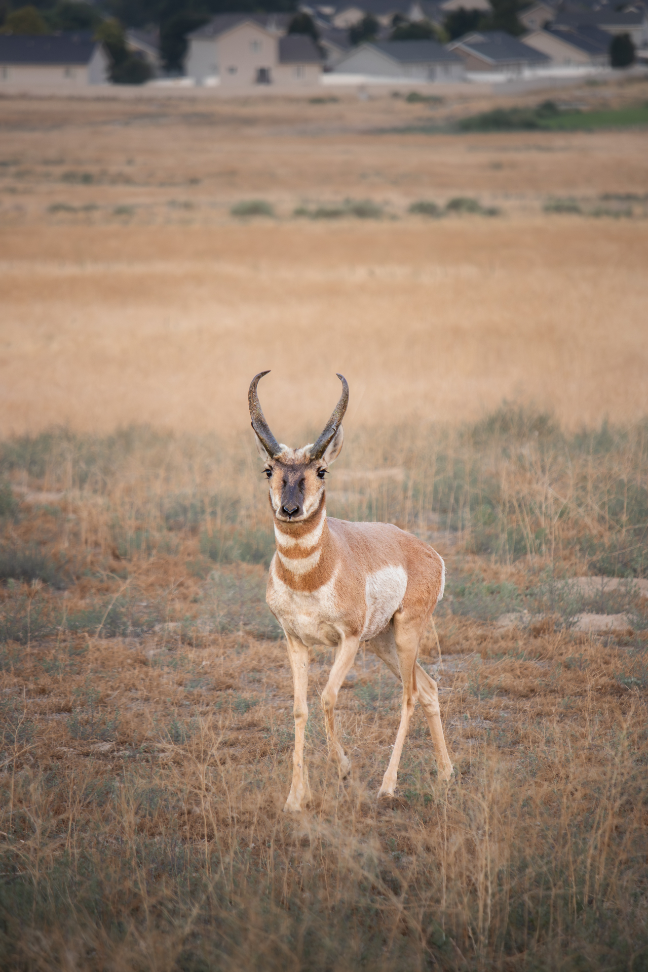 Pronghorn in Eagle Mountain open space
