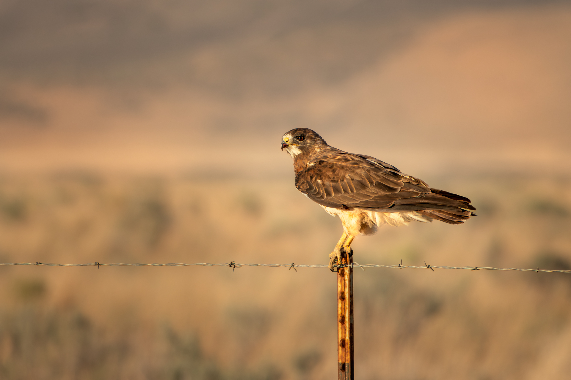 Swainson's hawk over Eagle Mountain