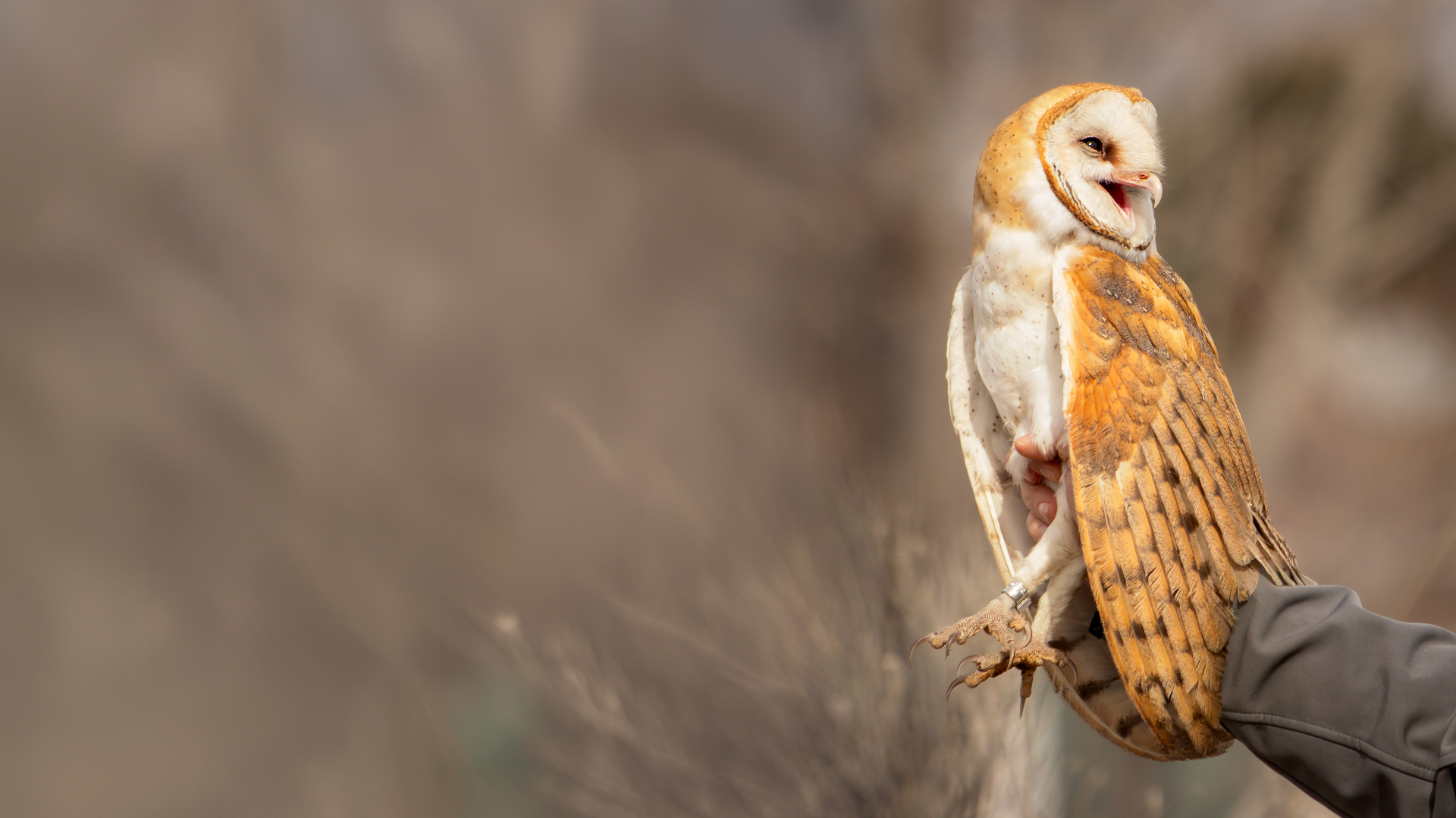 Barn owl release in Eagle Mountain